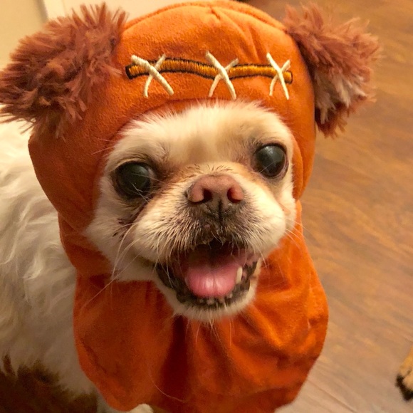Star Wars Ewok Dog Costume with Orange Hat - Picture 7 of 7